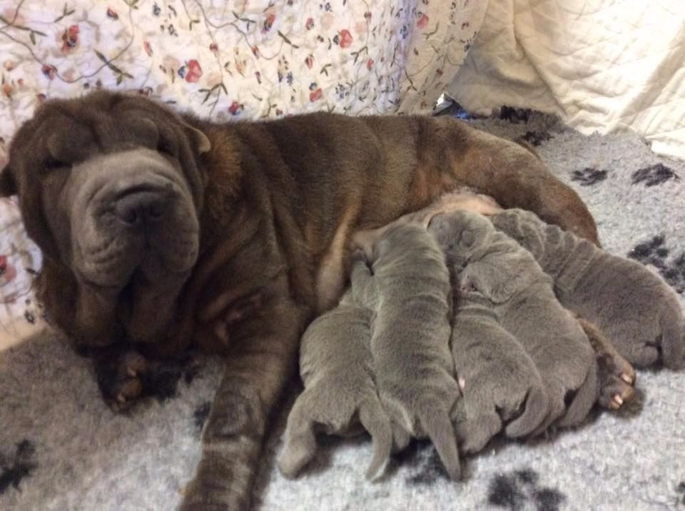 Chiot Shar Pei de la noblesse bleu