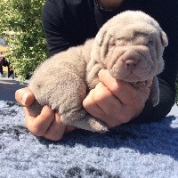 CHIOT