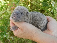 CHIOT