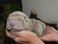 CHIOT
