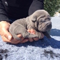 CHIOT