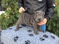 CHIOT