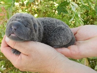 CHIOT