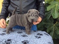 CHIOT