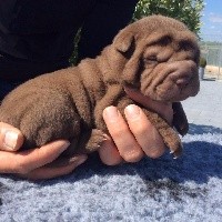 CHIOT