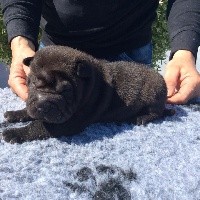 CHIOT