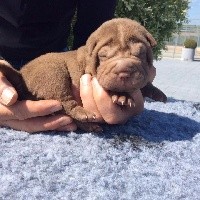 CHIOT
