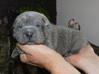 CHIOT