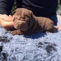 CHIOT