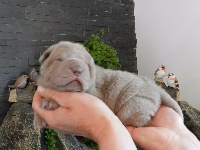 CHIOT