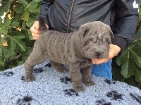 CHIOT