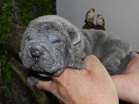 CHIOT