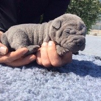CHIOT