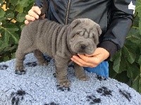 CHIOT