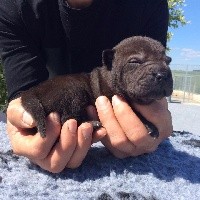 CHIOT