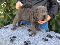 CHIOT