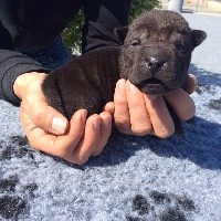 CHIOT
